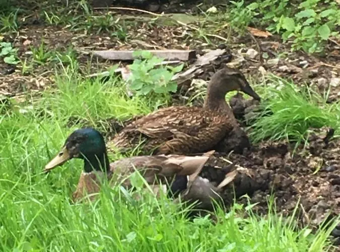 Scharfetthof Farmház